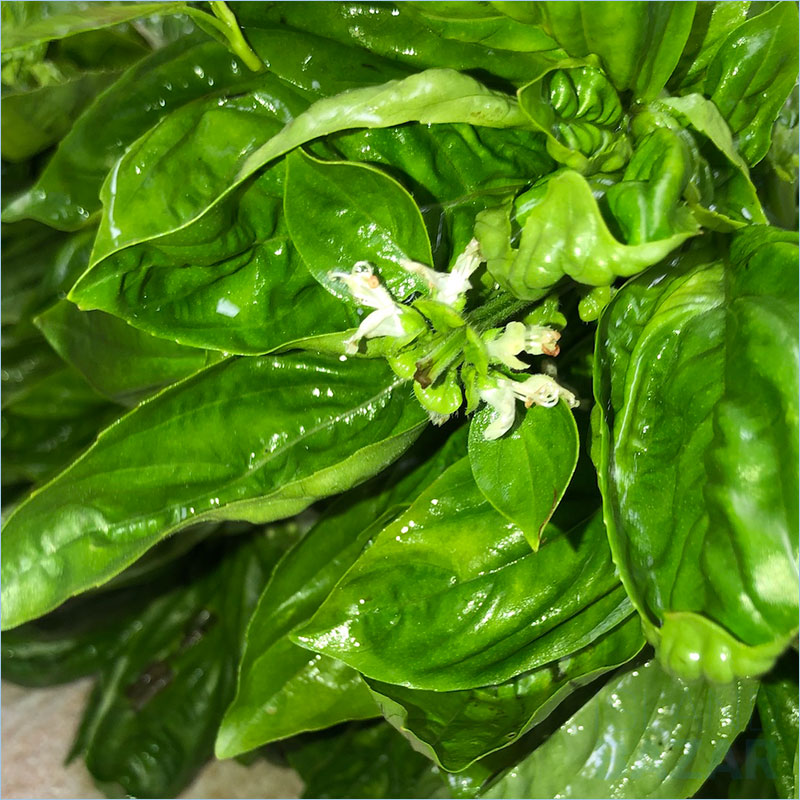 Basil Leaves