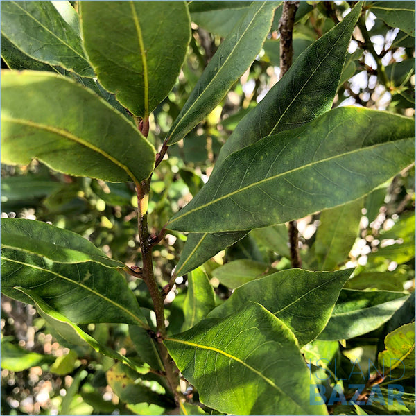 Bay leaf - feuille de laurier Stock Photo - Alamy