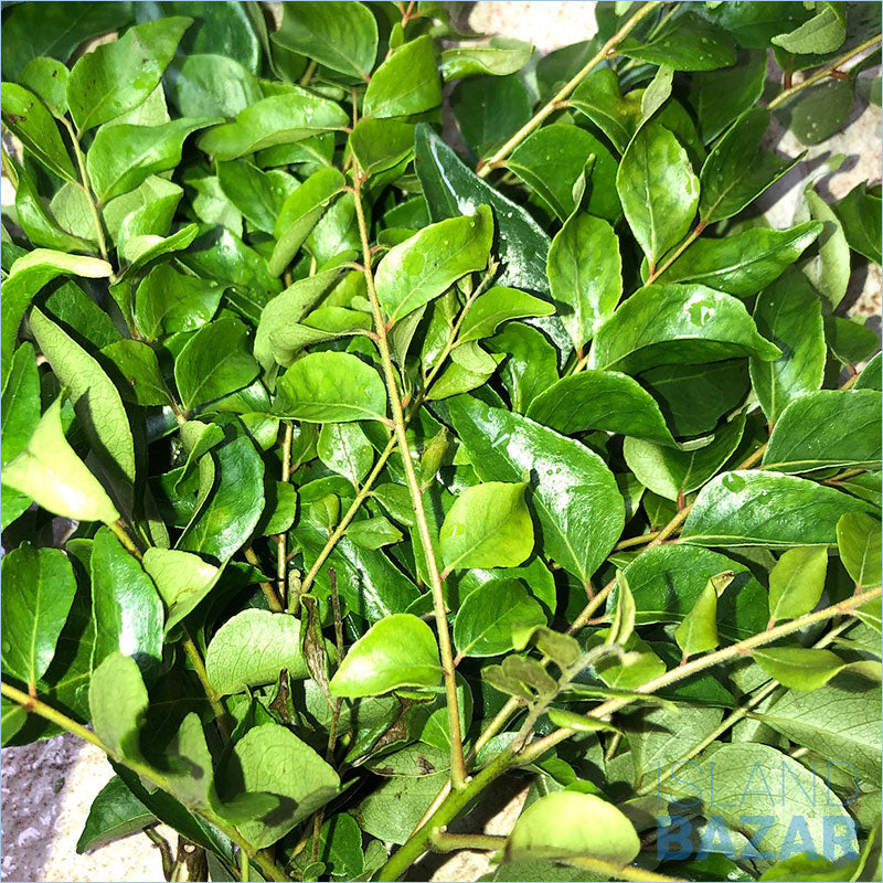 Curry Leaves