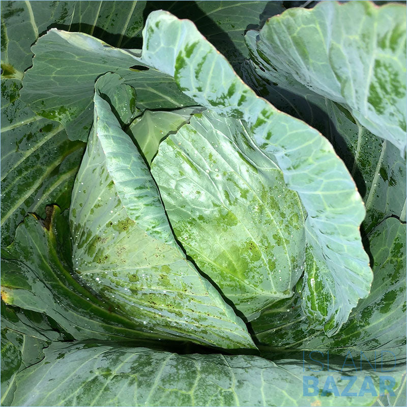 Cabbage