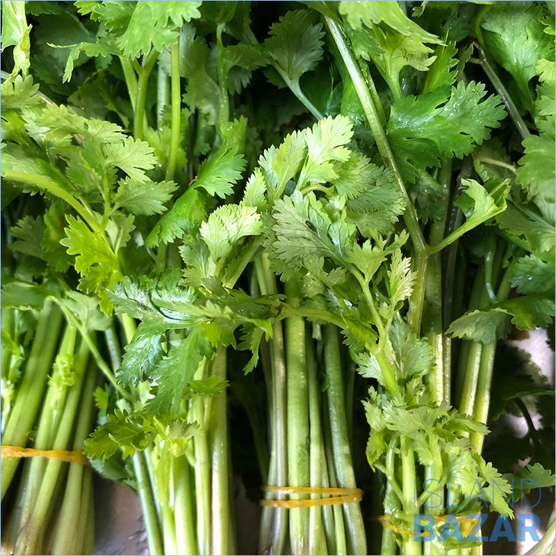 Coriander