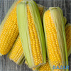 Corn / Maïs